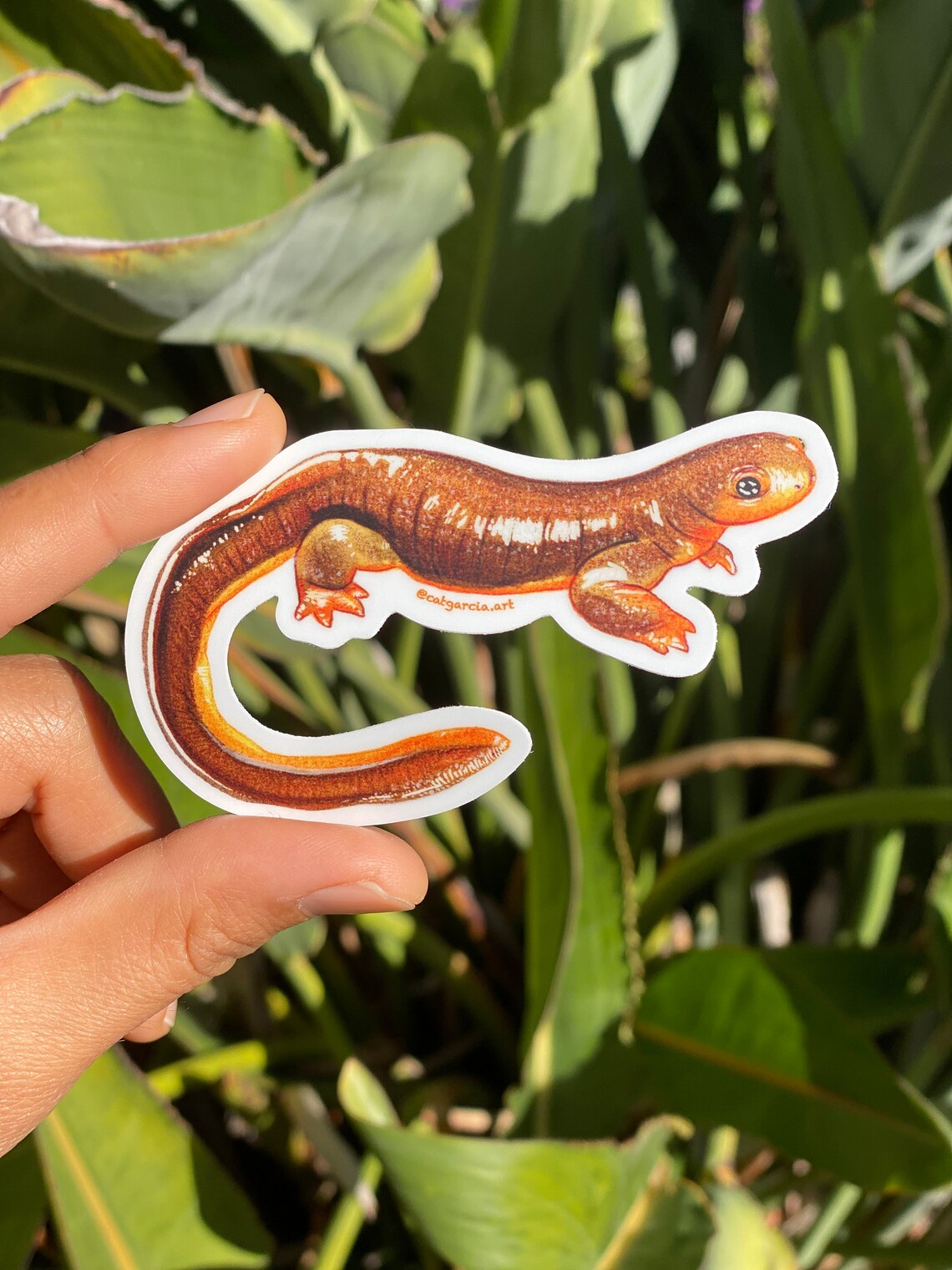 California Newt Watercolor Illustration Nature Sticker Print