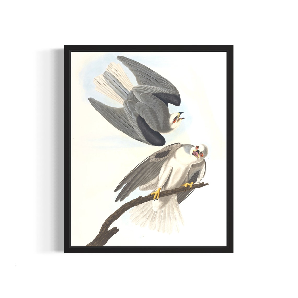 Soaring Black Winged Hawk Pair Audubon Style Vintage Raptor Print