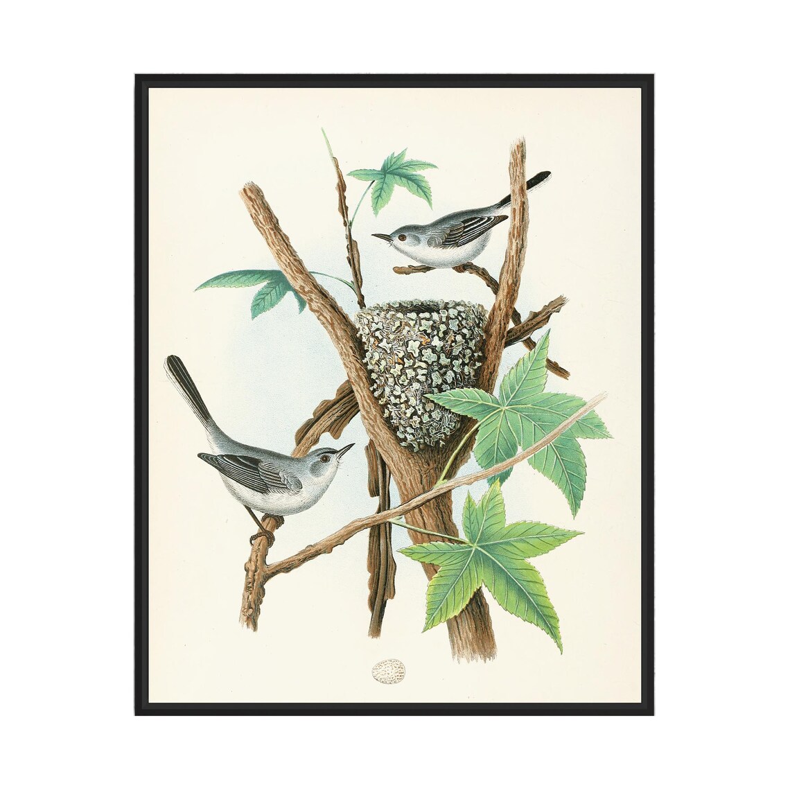 Blue Gray Gnatcatcher Pair at Their Nest Vintage Bird Art Poster