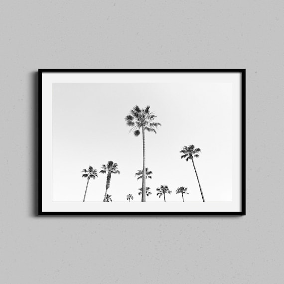 Row of Tall Palms Against White Sky Black and White Photo Print