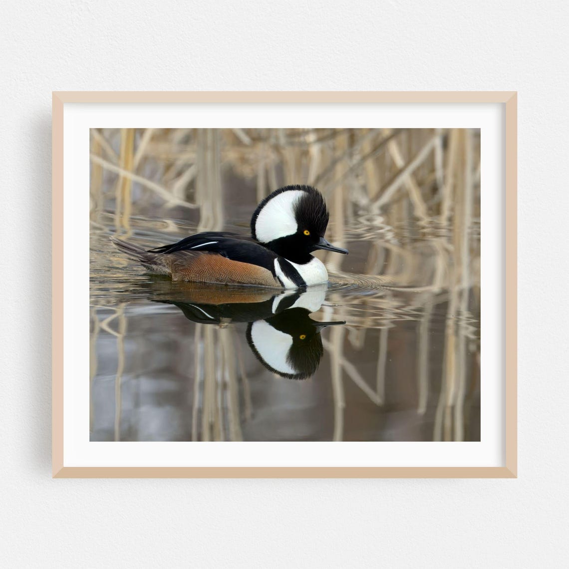 Hooded Merganser Drake Swimming With Reflection Wildlife Photo Poster
