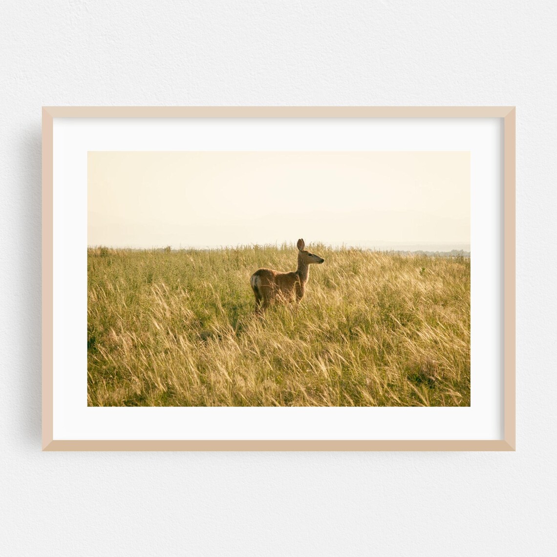Deer Standing Alone In Tall Golden Grass Wildlife Wall Print