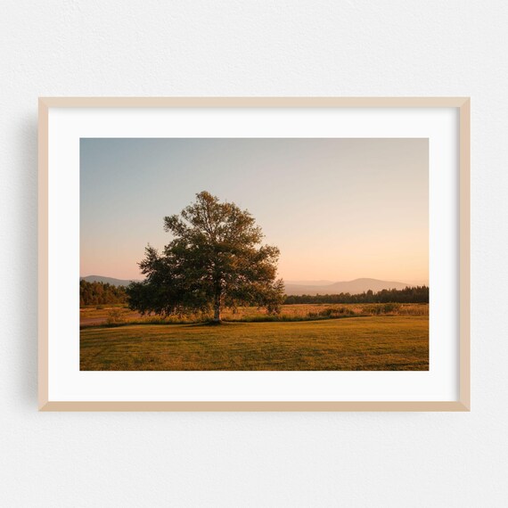 Westmore Vermont Lone Tree In Field At Dusk Sunset Landscape Photo Poster