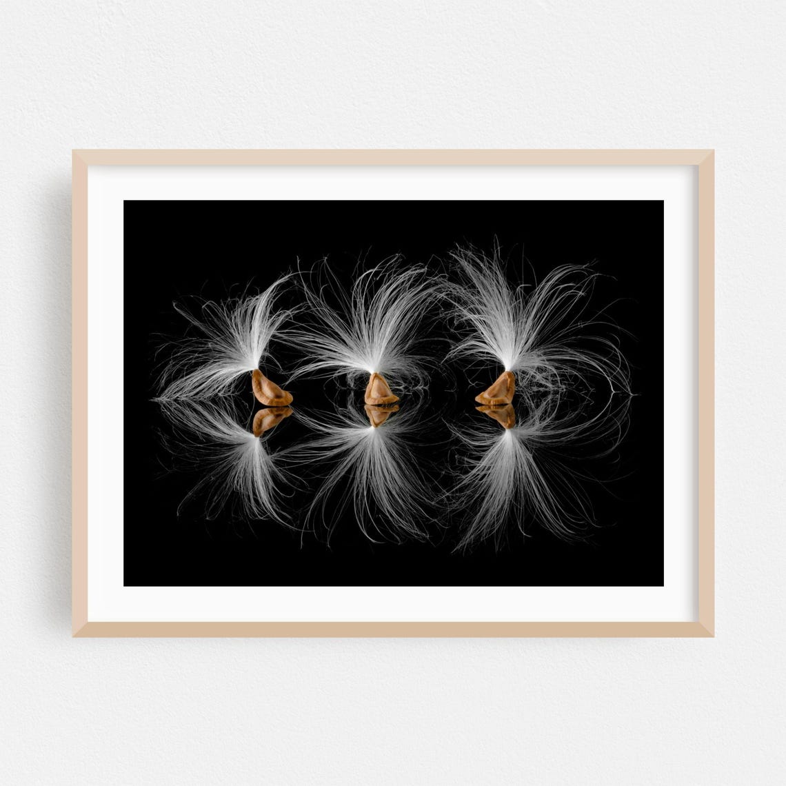 Milkweed Seed Floss Mirror Reflection On Black Fine Art Photo Print