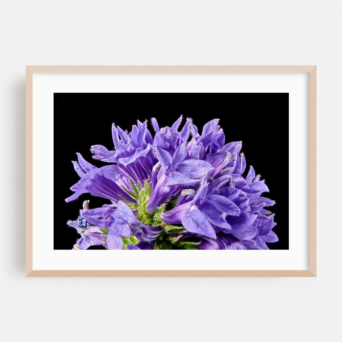 Purple Lobelia Flowers Macro Photography Black Background Wall Art