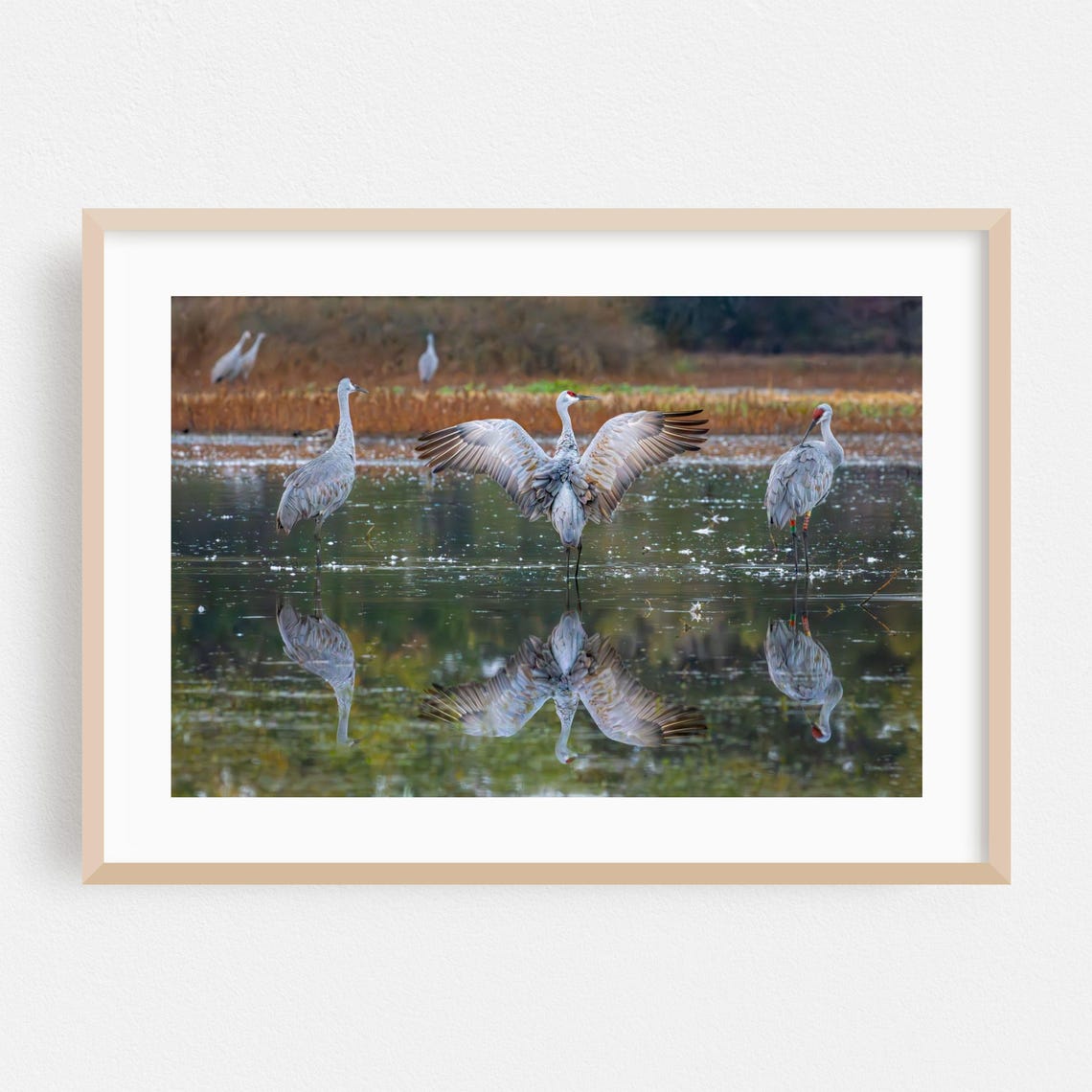 Sandhill Cranes Lake Reflection Photography Poster With Wings Spread