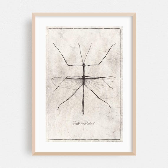 Line Art Print Vintage Wall Minimalist Framed Nature Home Decor Insect Poster Botanical Fine Drawing Phasmatidae