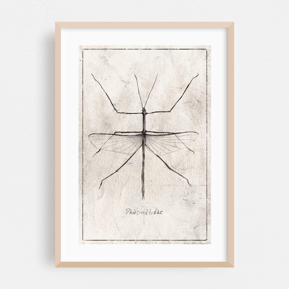 Phasmatidae Stick Insect Line Drawing Vintage Entomology Art Poster