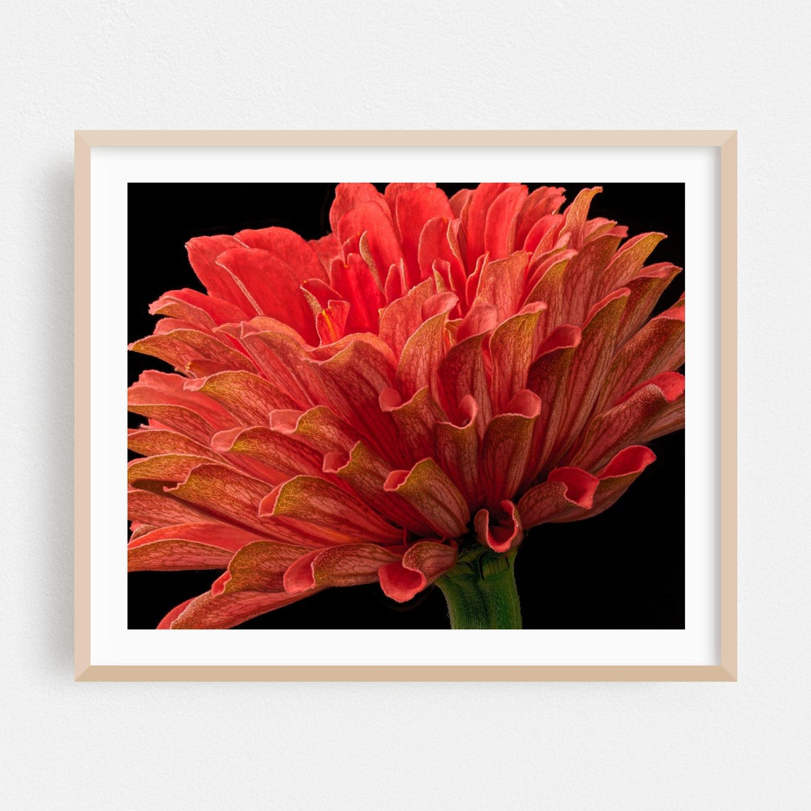 Orange Zinnia Flower Close Up On Black Background Fine Photo Print