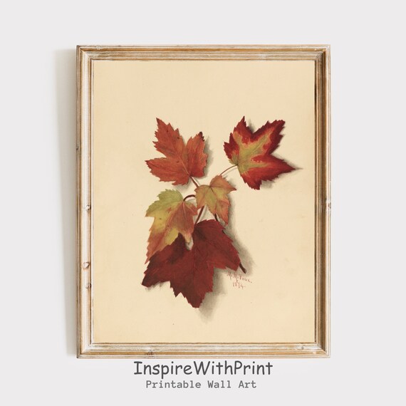 Vintage Botanical Study of Red and Green Maple Leaves Art Print
