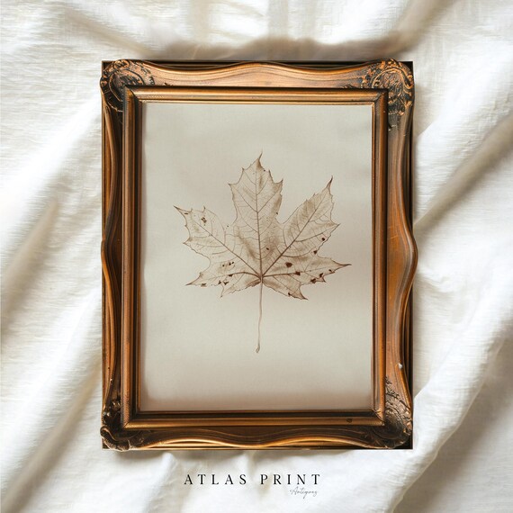 Vintage Maple Leaf Skeleton Pressed Leaf Botanical Neutral Poster