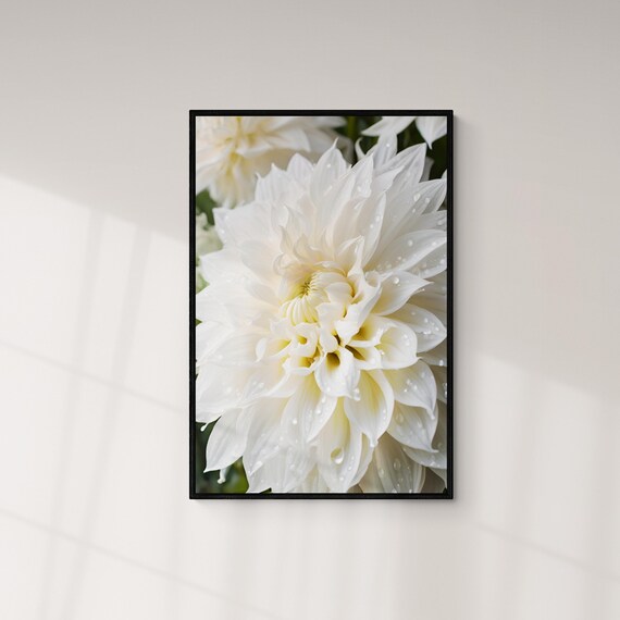White Dahlia Flower Dew Drops Macro Botanical Photography Art Poster