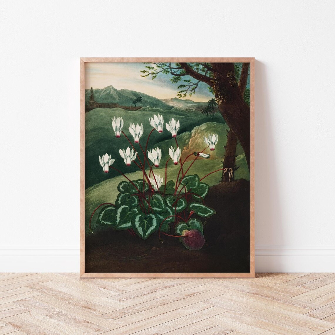 White Cyclamen Vintage Botanical Illustration Dark Floral Wall Art