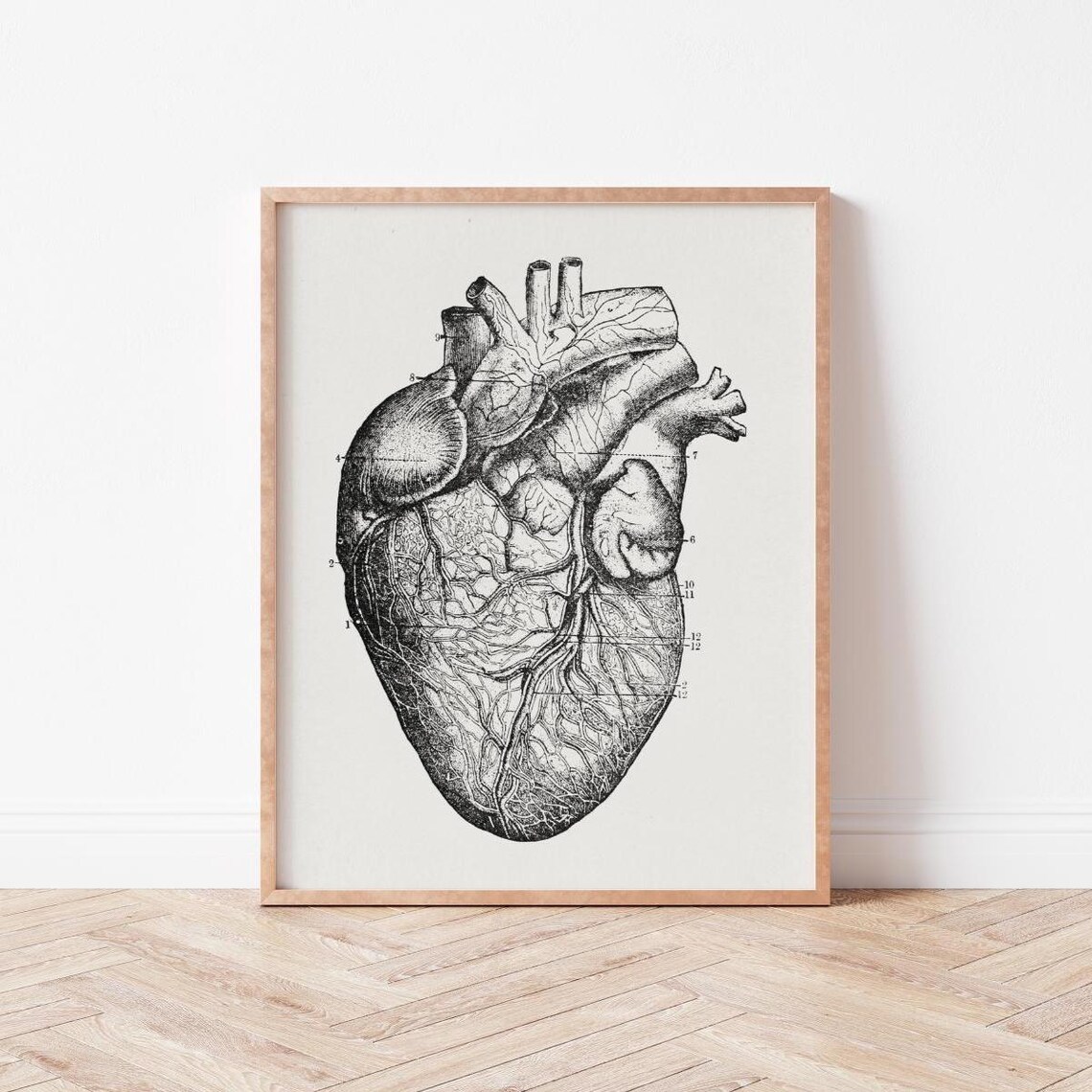 Human Heart Vintage Anatomical Engraving Medical Illustration Poster
