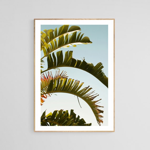 Palm Tree Art, Tropical Botanical Photo
