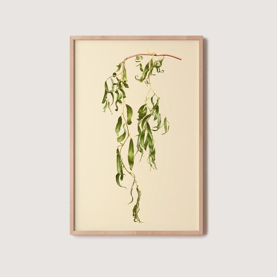 Cascading Willow Branches In Pressed Botanical Style On Cream Poster