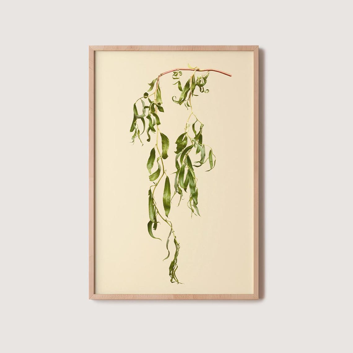 Cascading Willow Branches In Pressed Botanical Style On Cream Poster