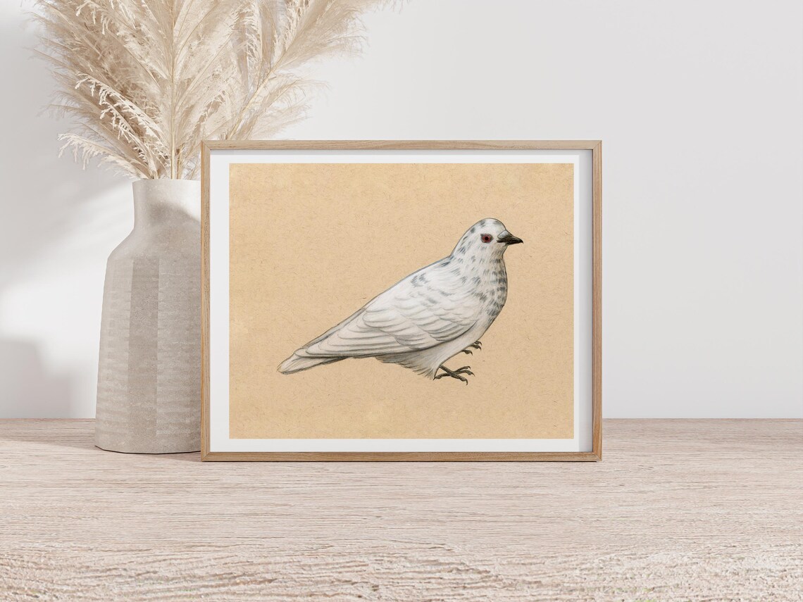 White Pigeon Watercolor on Kraft Paper Bird Illustration Poster - Image 2