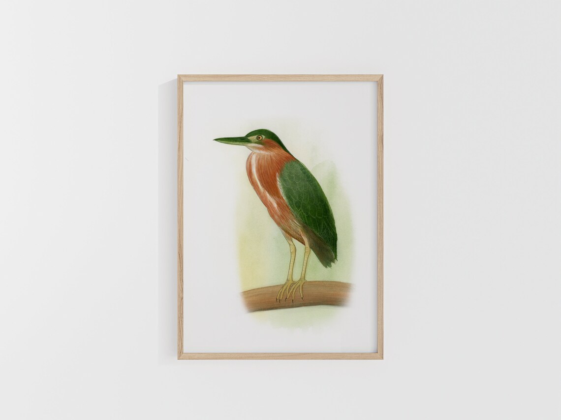 Green Heron Perched on a Wooden Branch Watercolor Bird Poster - Image 2