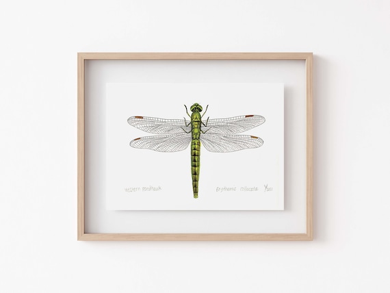 Western Pondhawk Dragonfly Scientific Art Print