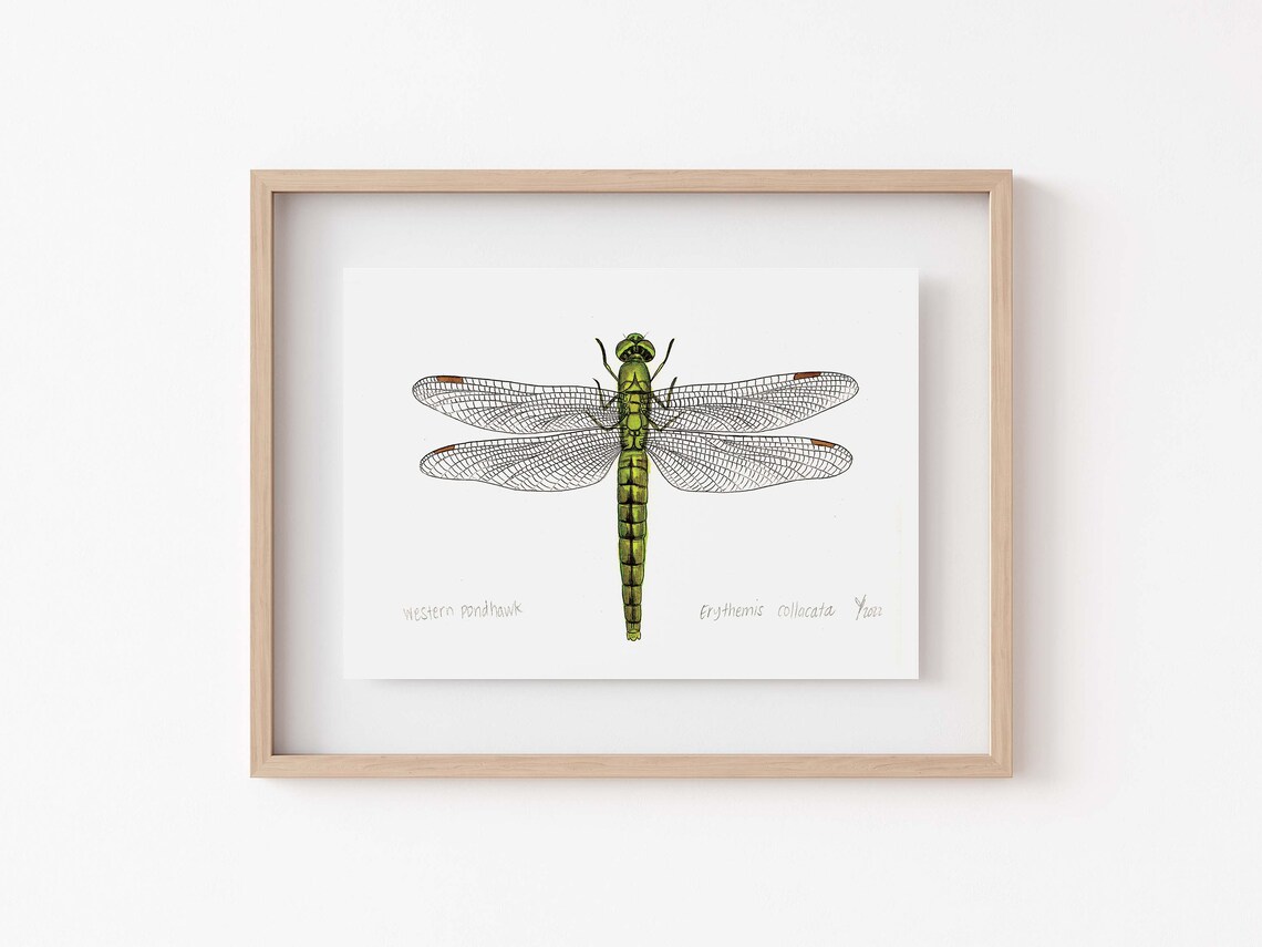 Western Pondhawk Dragonfly Scientific Art Print