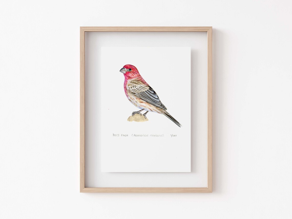 House Finch Art Print, Bird Decor for Home Garden
