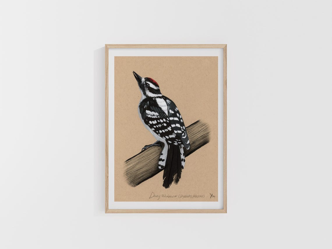 Downy Woodpecker Perched on a Branch Natural History Art Poster - Image 2