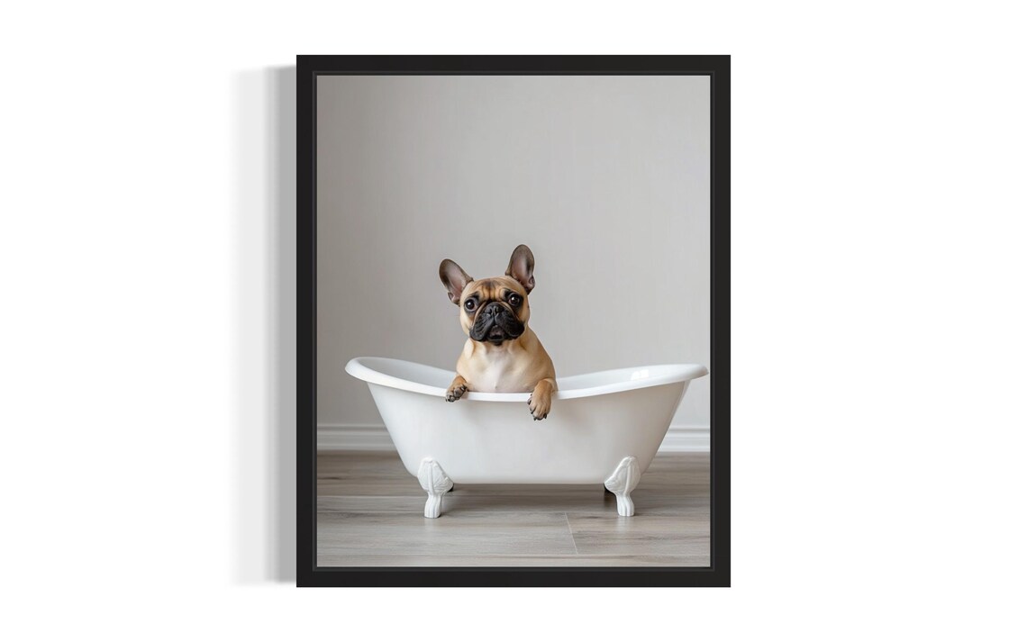Fawn French Bulldog Puppy in a White Clawfoot Bathtub Poster