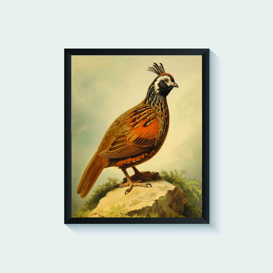 Mountain Quail on a Rocky Ledge Vintage Bird Illustration Poster
