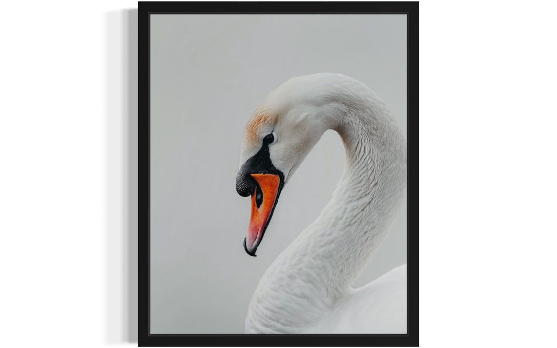 Graceful Mute Swan Profile with Orange Bill Minimalist Poster