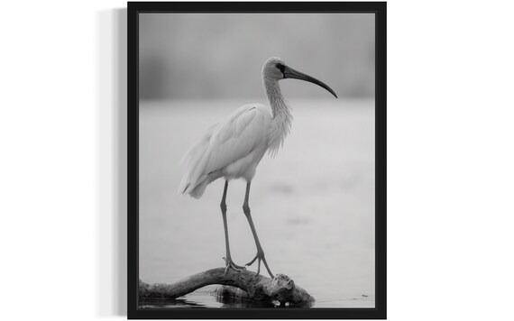 White Ibis Bird On Branch Black And White Minimalist Wildlife Poster