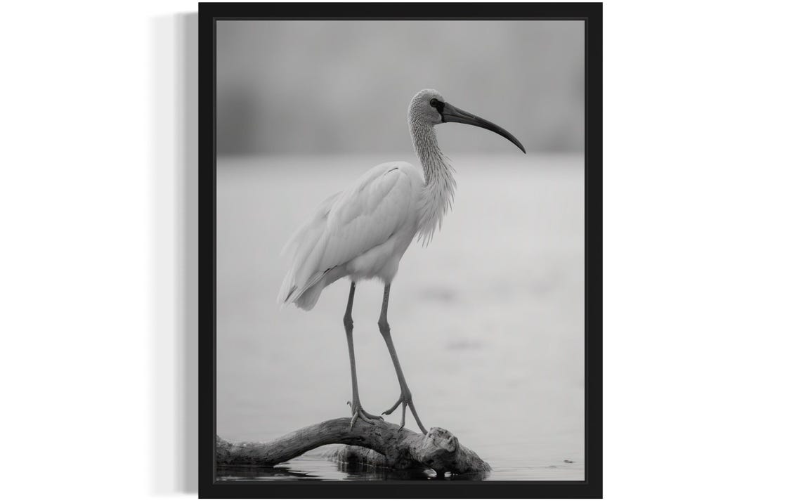 White Ibis Bird On Branch Black And White Minimalist Wildlife Poster