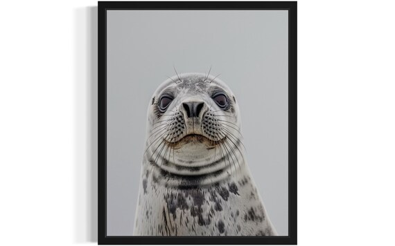 Sweet Harbor Seal Face Close-Up on Gray Background Photo Poster