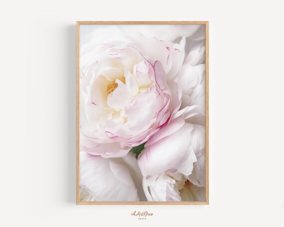 Peony Art Print, Pink Flower Spring Decor