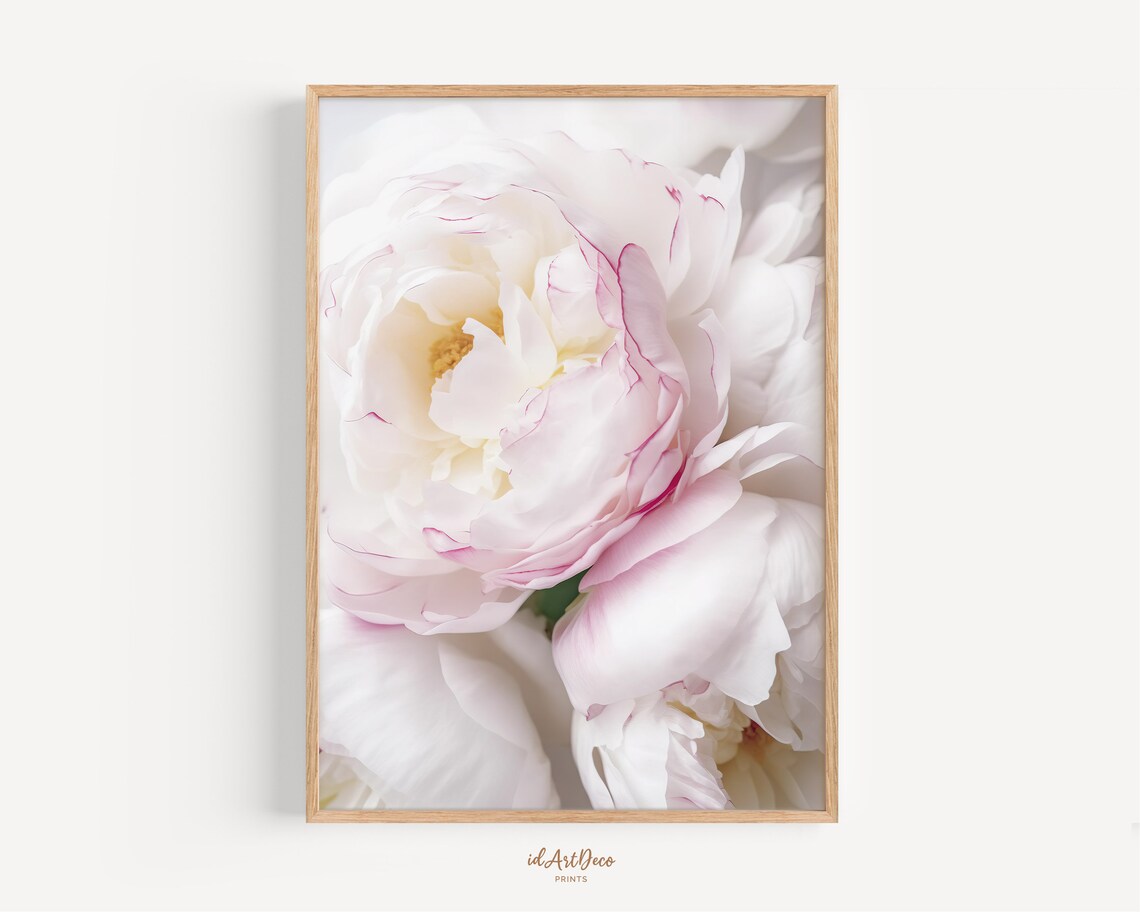Peony Art Print, Pink Flower Spring Decor