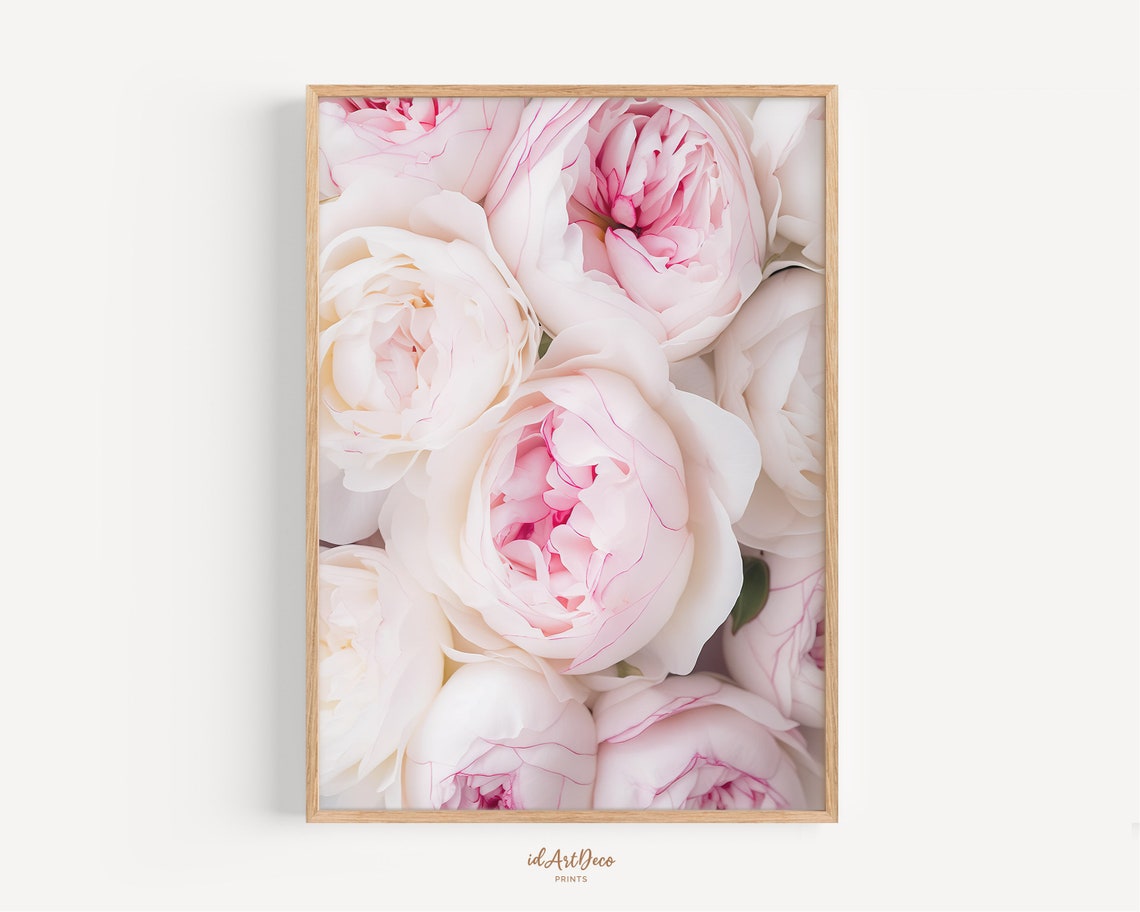 Romantic Blush Pink Peony Bloom Close Up Elegant Floral Poster