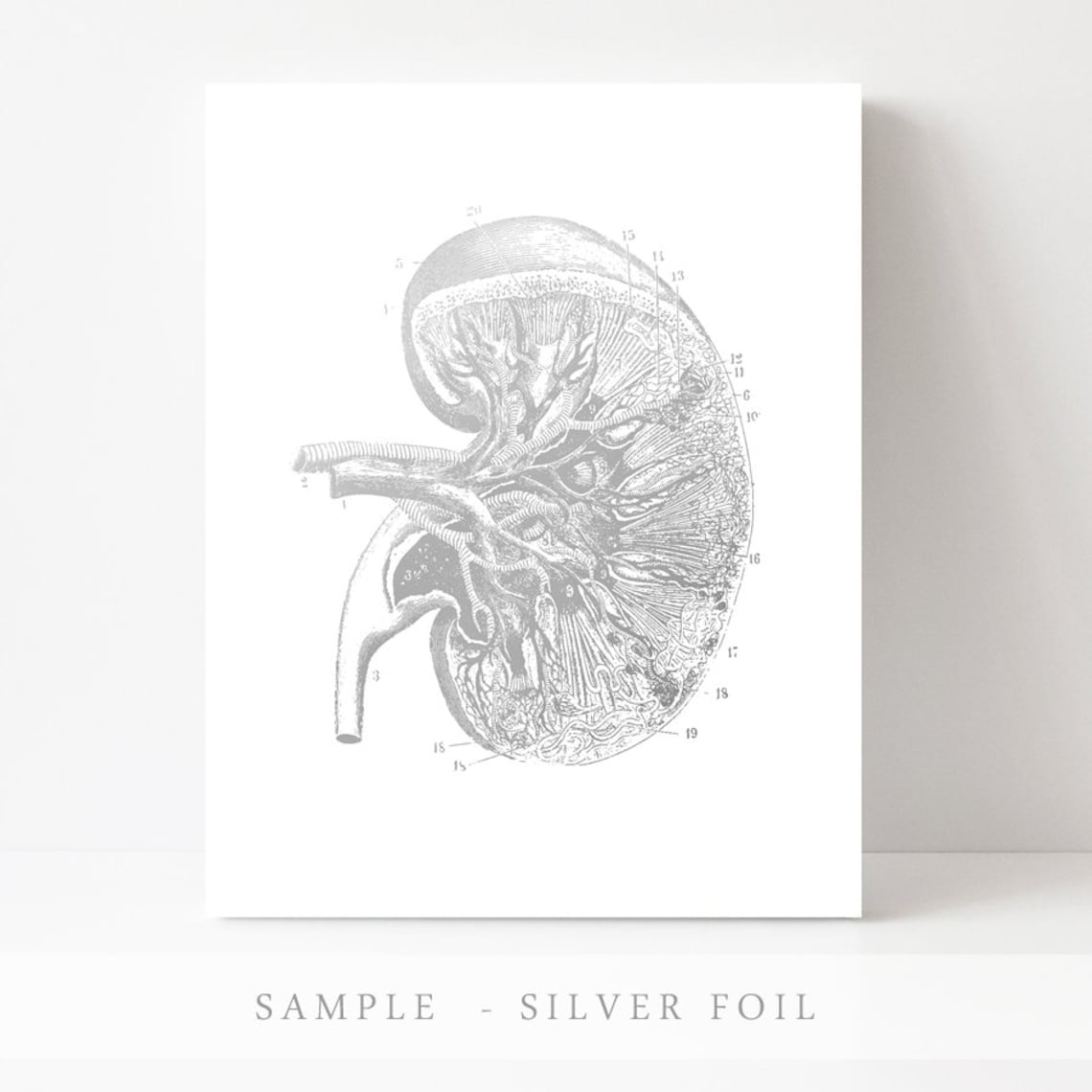Gold Foil Kidney Anatomy Numbered Vintage Nephrology Art Print - Image 3
