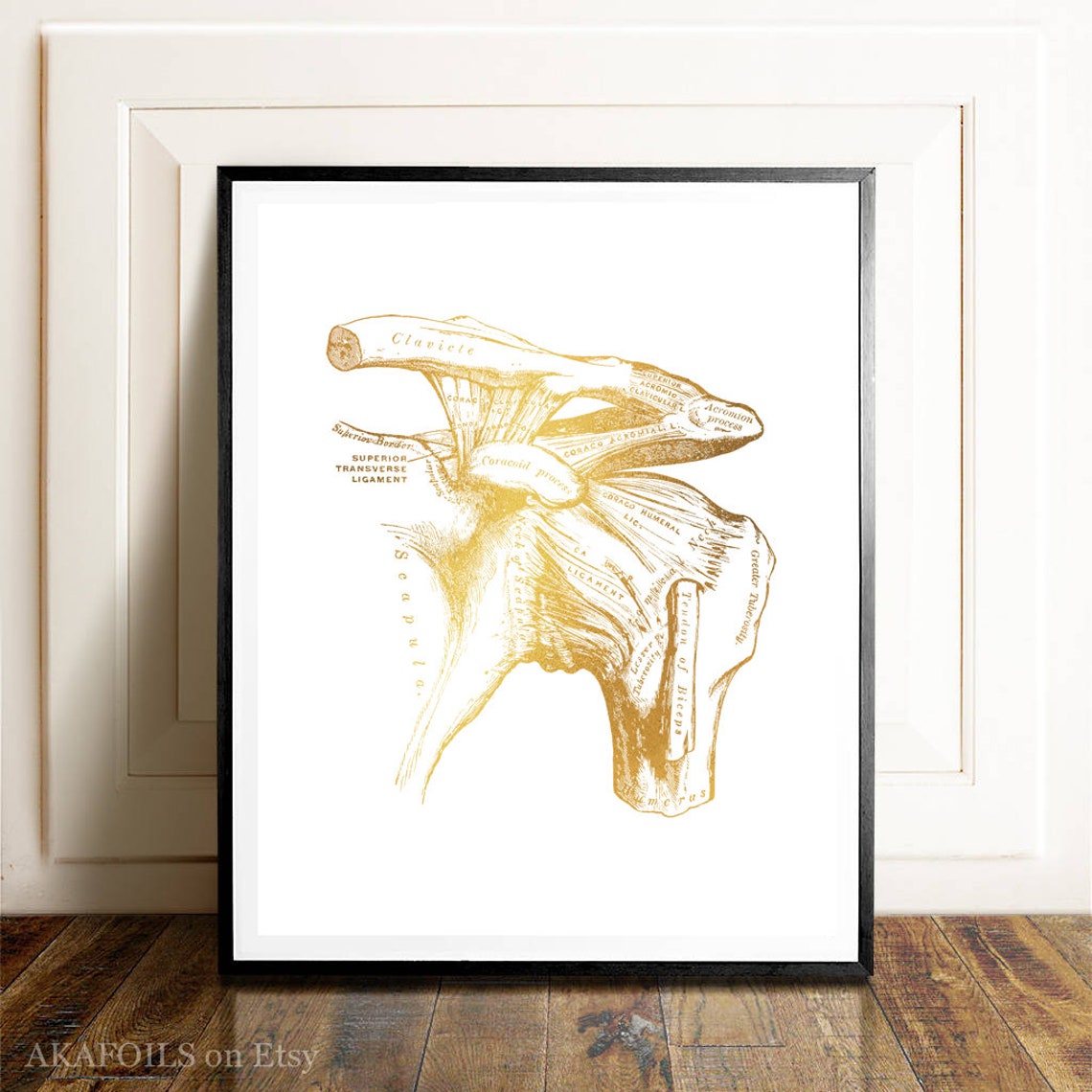 Gold Foil Shoulder Joint Anatomy Clavicle Scapula Vintage Art Print - Image 3