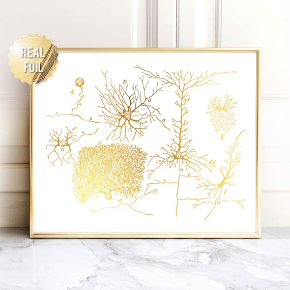 Neuron Neuroscience Vintage Medical Art Print