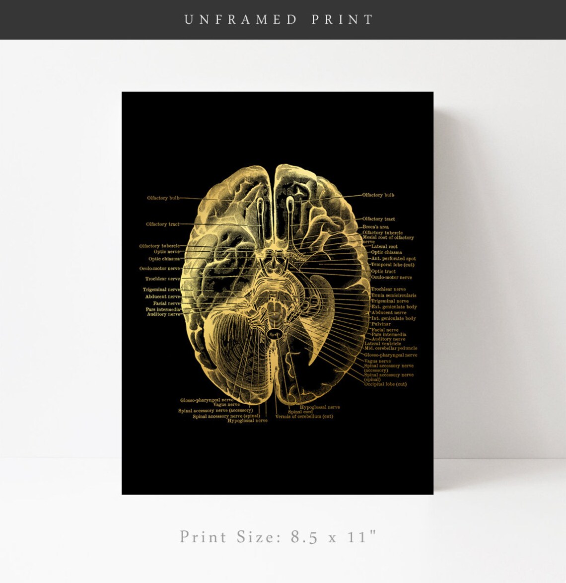 Human Brain Anatomy Gold Foil Poster, Modern Art - Image 2