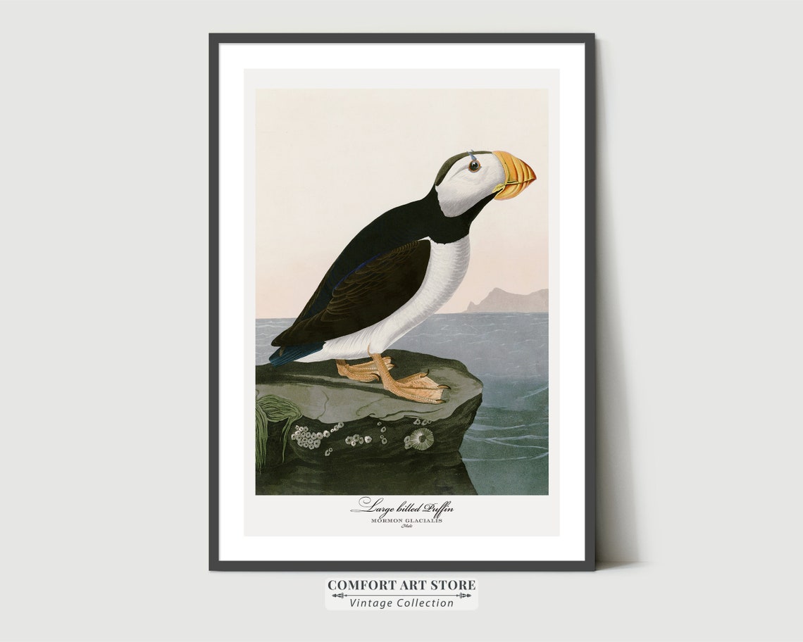 Large Billed Puffin Audubon Style Vintage Seabird Coastal Wall Art - Image 6