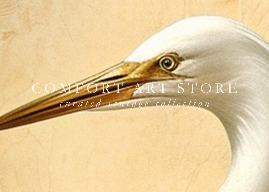White Heron Bird Print, Vintage Nature Poster - Image 4