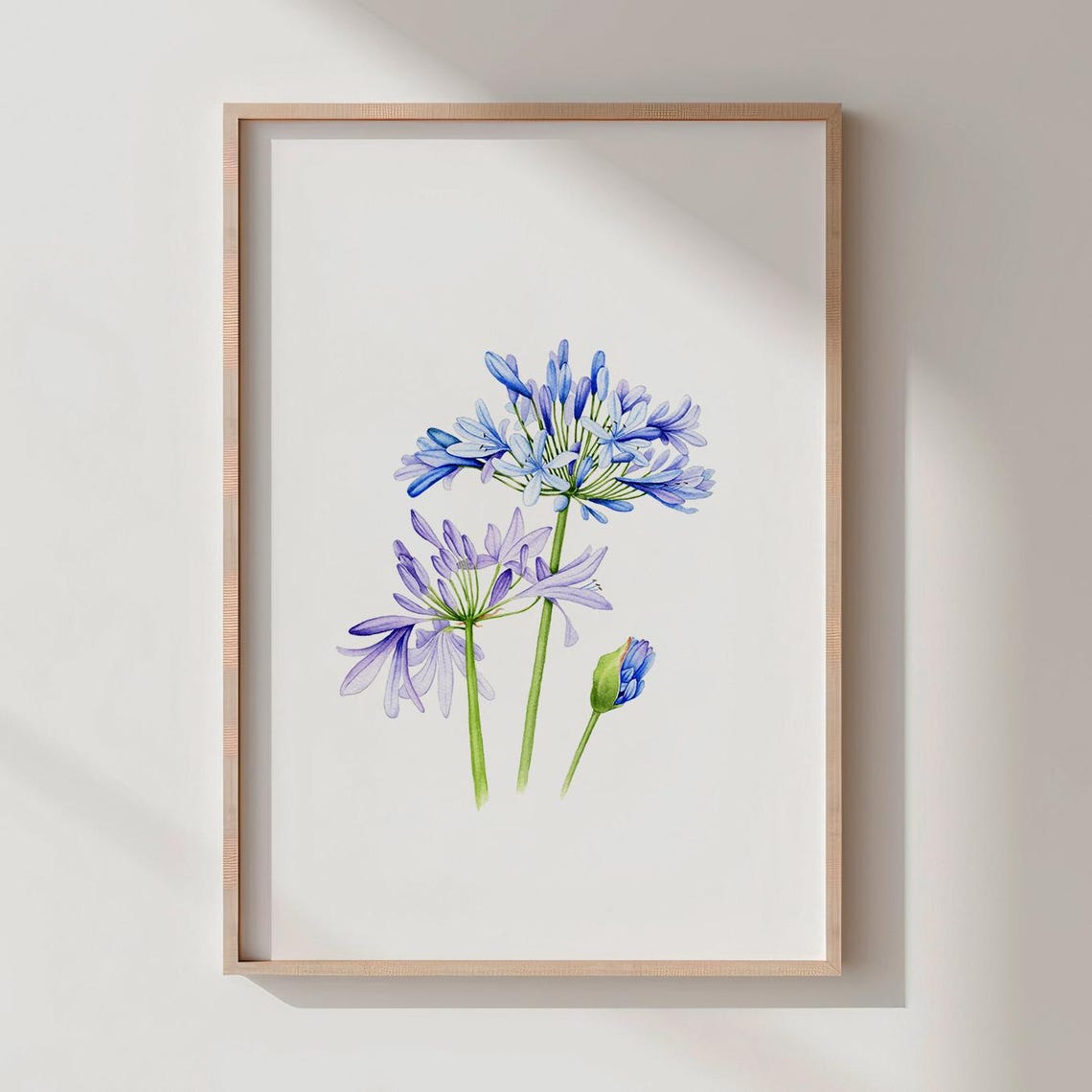 Blue Agapanthus African Lily Botanical Watercolor Art Poster