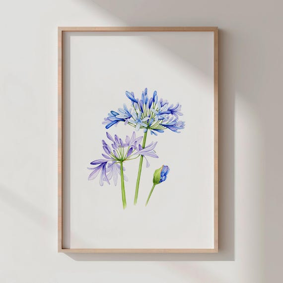 Agapanthus Watercolor Print Blue African Lily Art