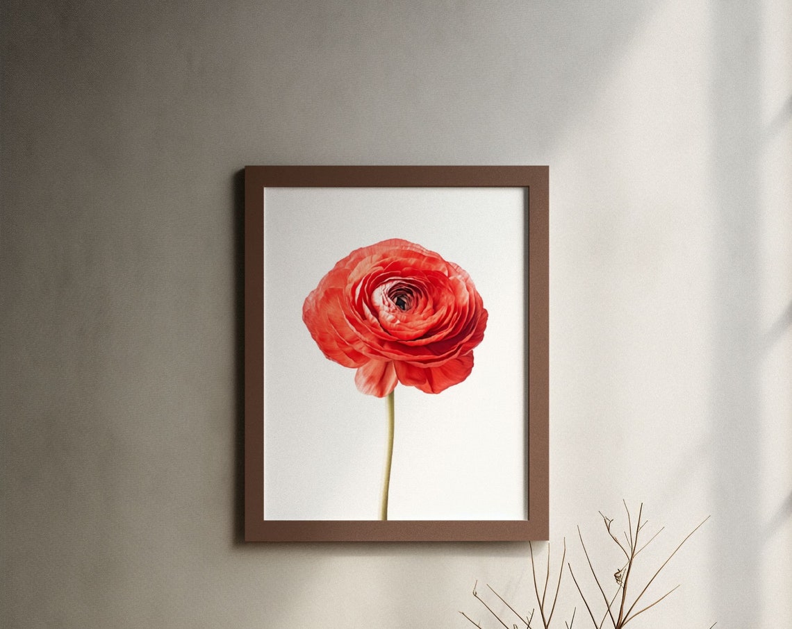 Red Ranunculus Single Bloom Watercolour Botanical Flower Poster