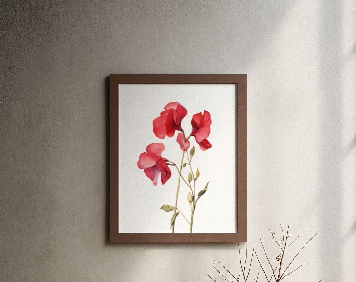 Red Sweet Pea Blossom Garden Watercolour Botanical Flower Poster