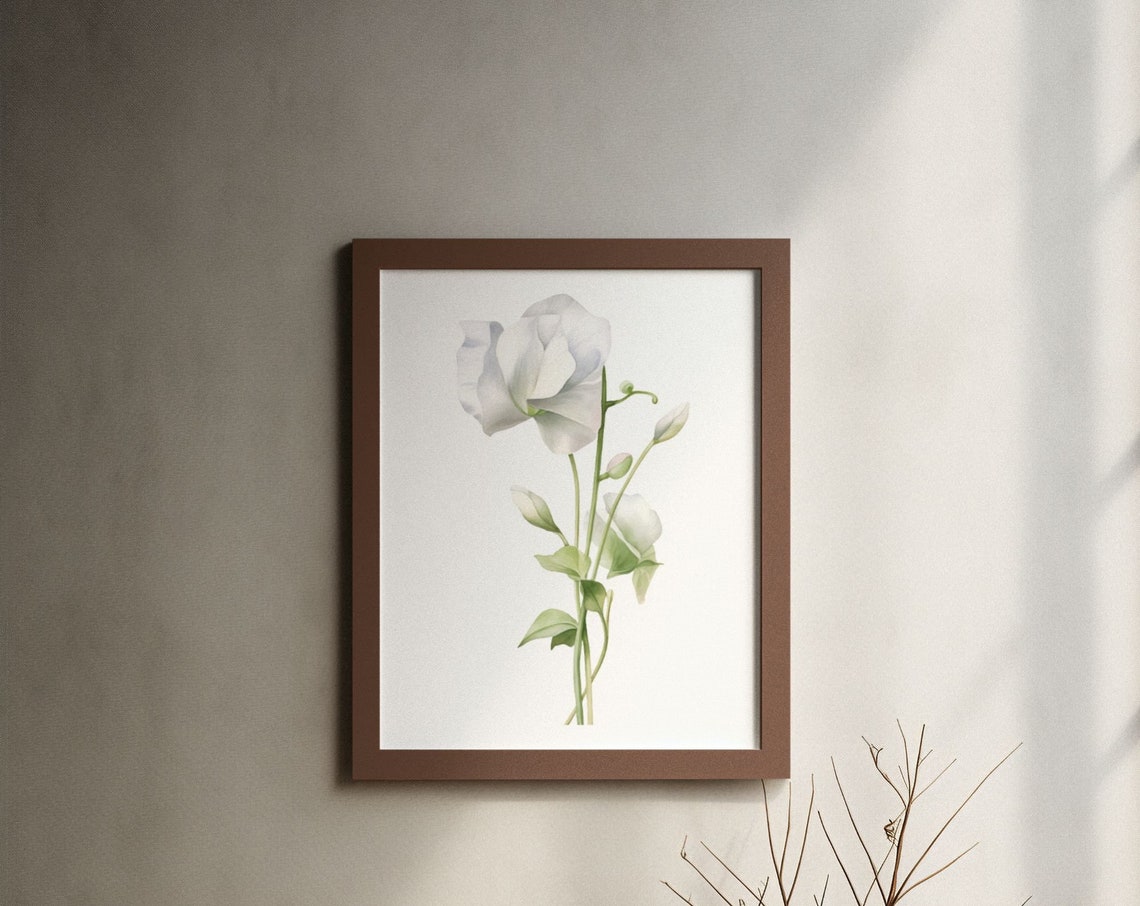 White Sweet Pea Budding Stem Watercolour Botanical Flower Poster