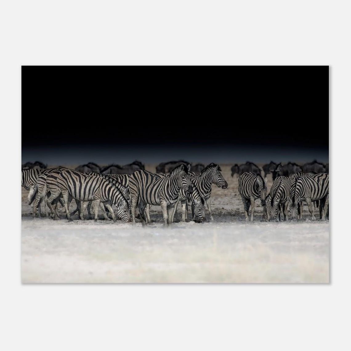 Etosha Namibia Zebras Herd Wildlife Photography African Print - Image 3