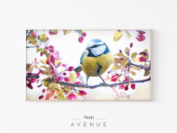 Blue Tit Songbird Perched on Blossoming Branch Spring Photo Poster