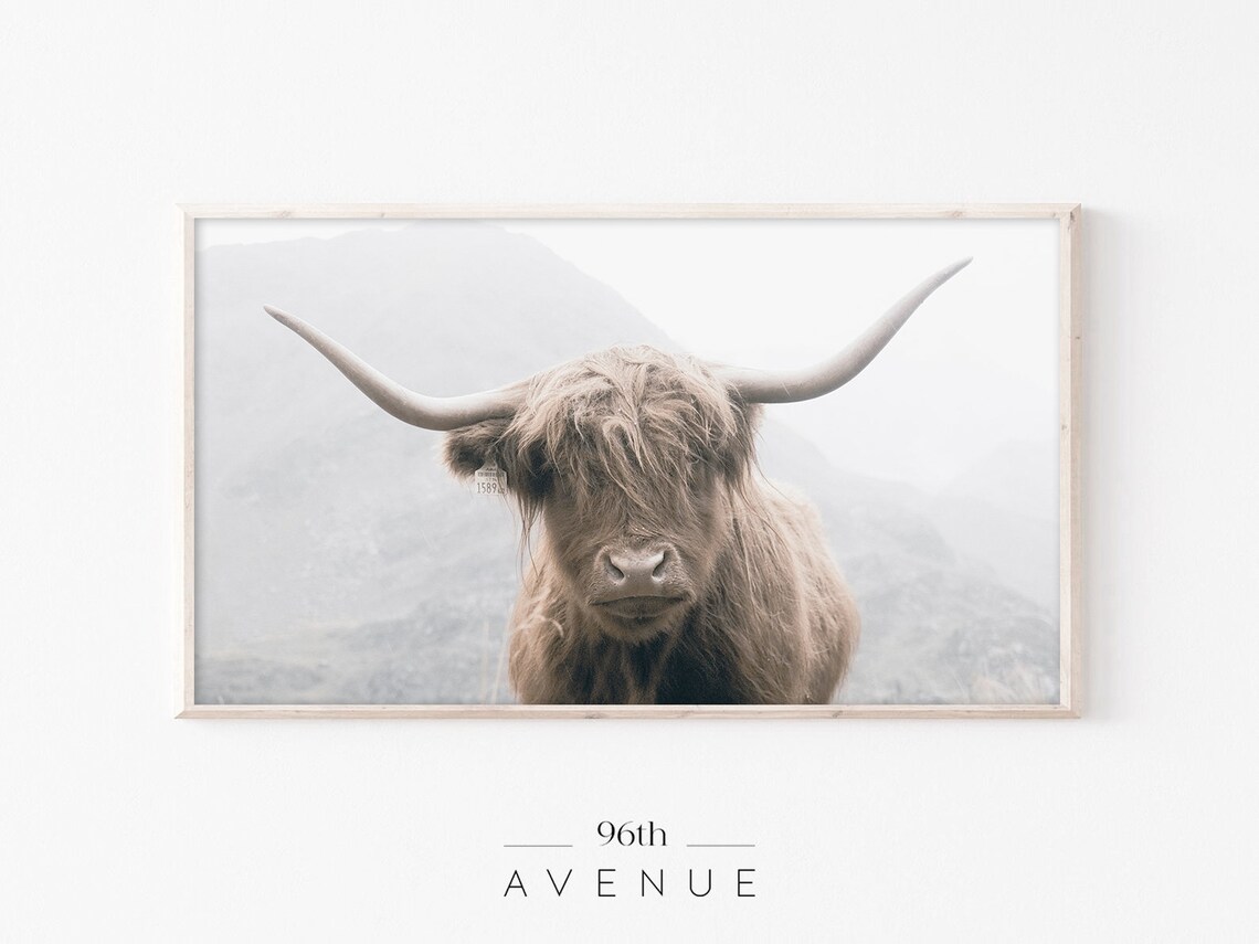 Shaggy Highland Cow Close-Up Portrait in Soft Fog Photo Poster